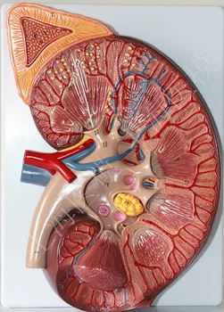Rinichi anatomie model 3X extinsă rinichi suprarenale modele anatomice Renale structurale model